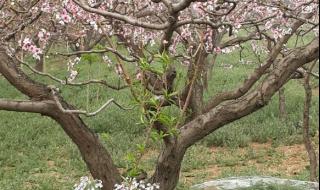 平谷桃花节在哪